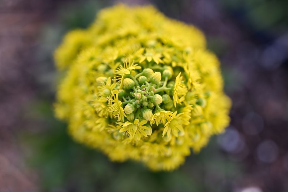 Golden Crown In Bloom Art | McClean Photography