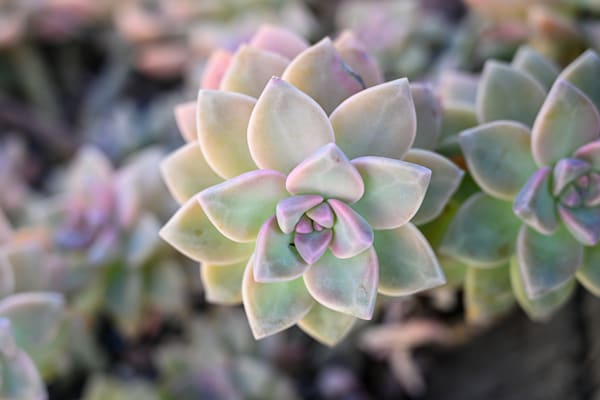 Pastel Rosette Dream Art | McClean Photography