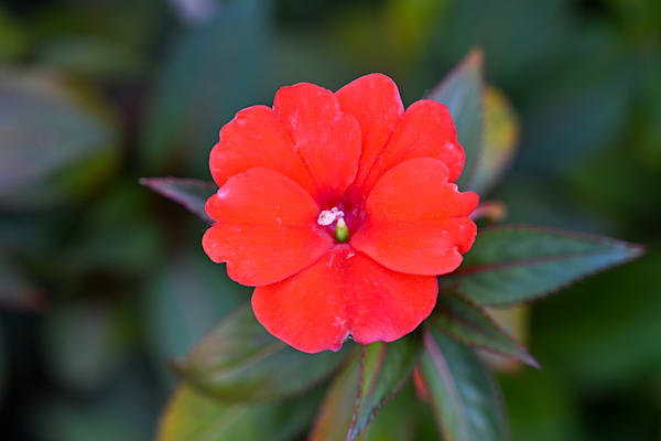 Crimson Simplicity Art | McClean Photography