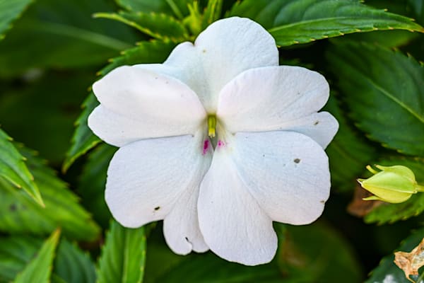 Pure White Whisper Art | McClean Photography