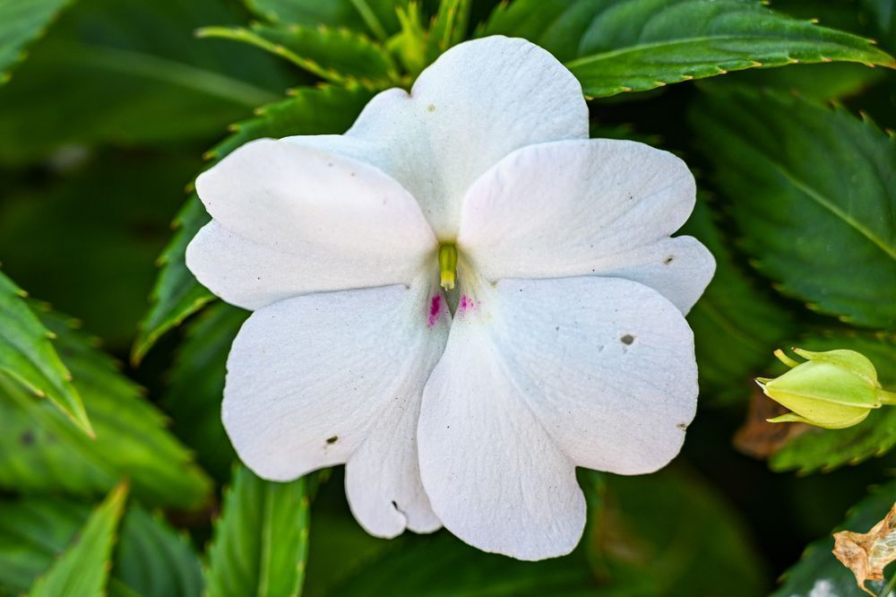 Pure White Whisper Art | McClean Photography