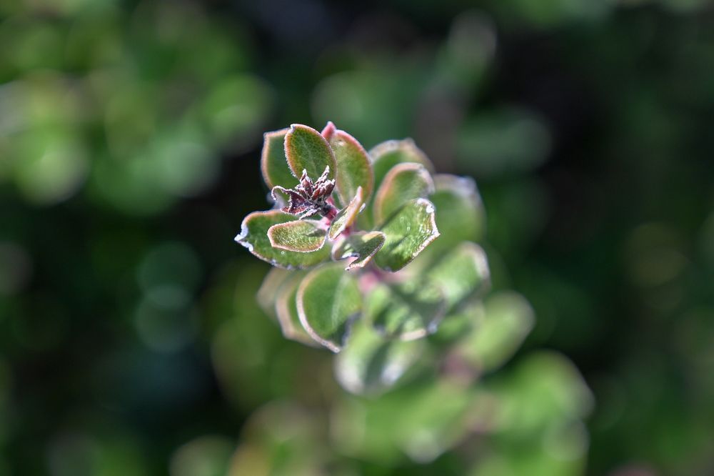 Velvet Bud Awakening Art | McClean Photography