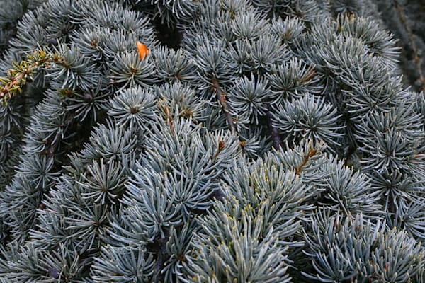 Silver Needles In Stillness Art | McClean Photography