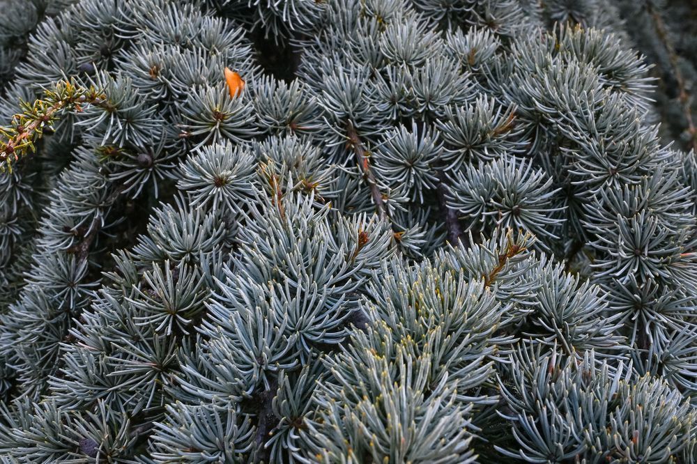 Silver Needles In Stillness Art | McClean Photography