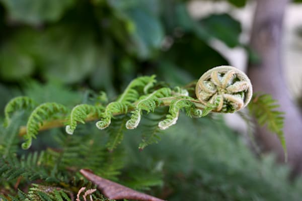 Nature’s Spiral Awakening Art | McClean Photography