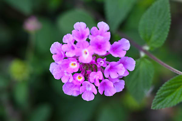 Lavender Cluster Harmony Art | McClean Photography