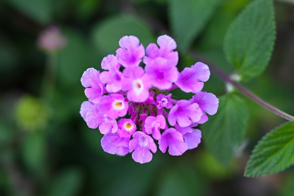 Lavender Cluster Harmony Art | McClean Photography