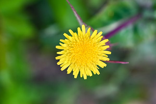 Unfurling Fern Secrets Art | McClean Photography