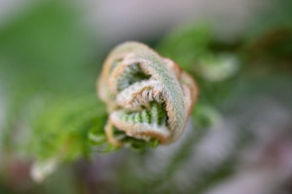 Unfurling Fern Secrets Art | McClean Photography