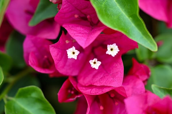 Magenta Veil With Hidden Stars Art | McClean Photography