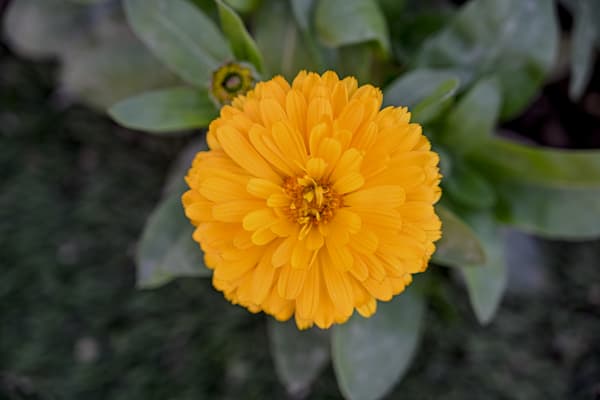 Sunburst In Bloom Art | McClean Photography