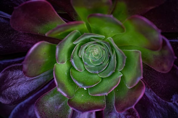 Green And Purple Power Succulent Art | McClean Photography