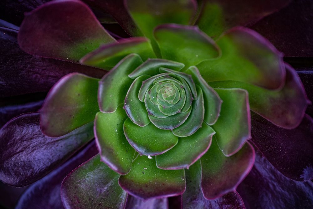 Green And Purple Power Succulent Art | McClean Photography