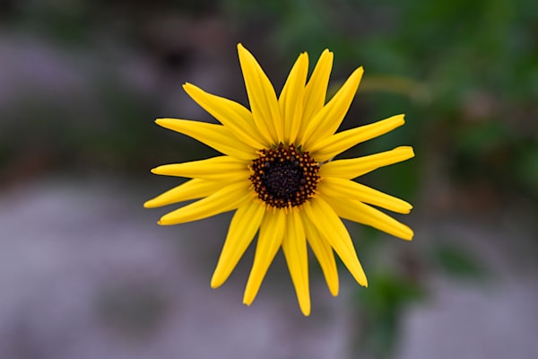 Wild Dandelion Sun Art | McClean Photography