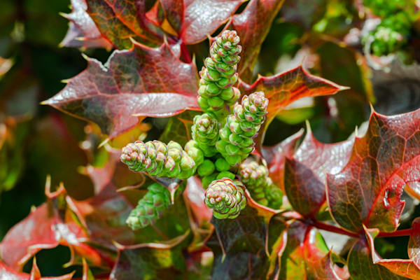 Emerald Spires Of Mahonia Art | McClean Photography