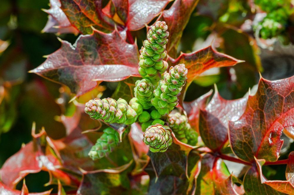 Emerald Spires Of Mahonia Art | McClean Photography
