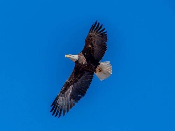 Eagles