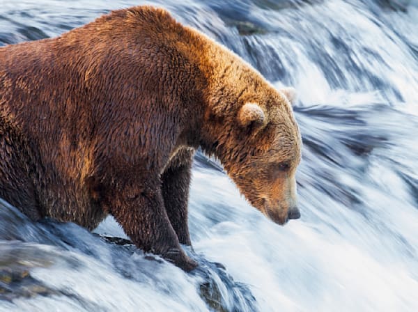 Grizzly Bears