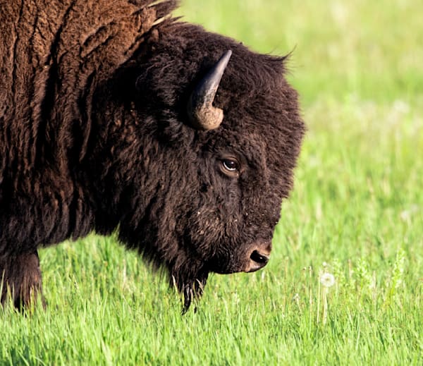 Bison