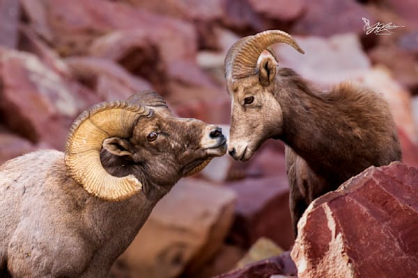 Big Horn Sheep