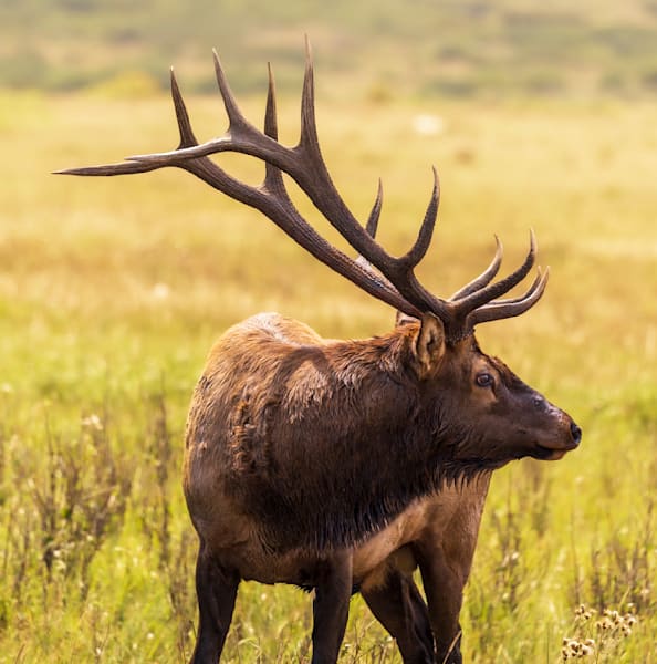 Elk