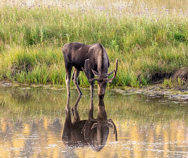 Moose 