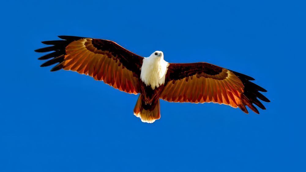 "Flying High" Photography Art | Lisa Jane Nature Photography