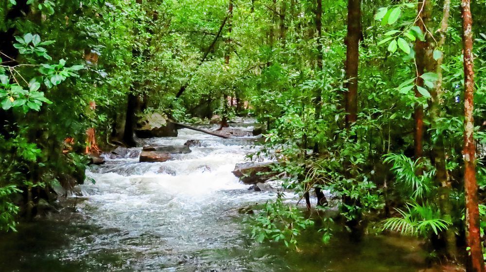 "Rainforest Magic" Photography Art | Lisa Jane Nature Photography