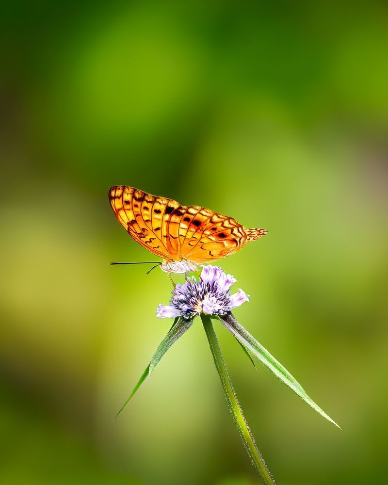 "Color Magic" Photography Art | Lisa Jane Nature Photography
