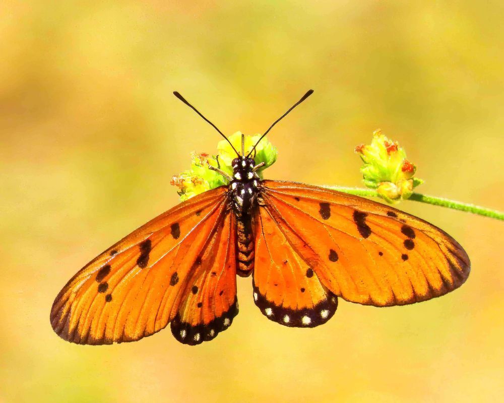 "Sunlit Wings" Photography Art | Lisa Jane Nature Photography