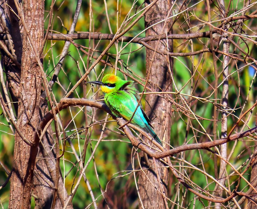"The Emerald Sentinel" Photography Art | Lisa Jane Nature Photography