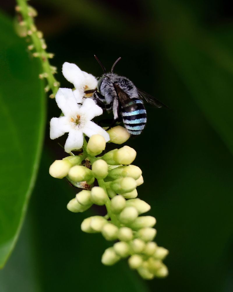 "Blue Banded Bee Magic" Photography Art | Lisa Jane Nature Photography