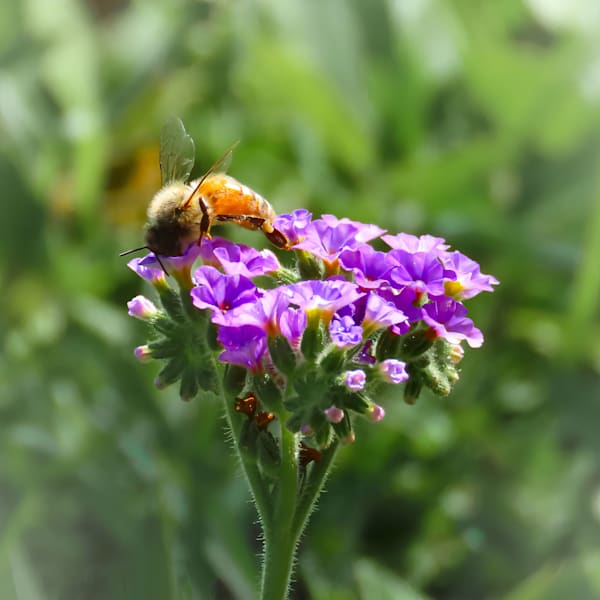 "Among the Blossoms"