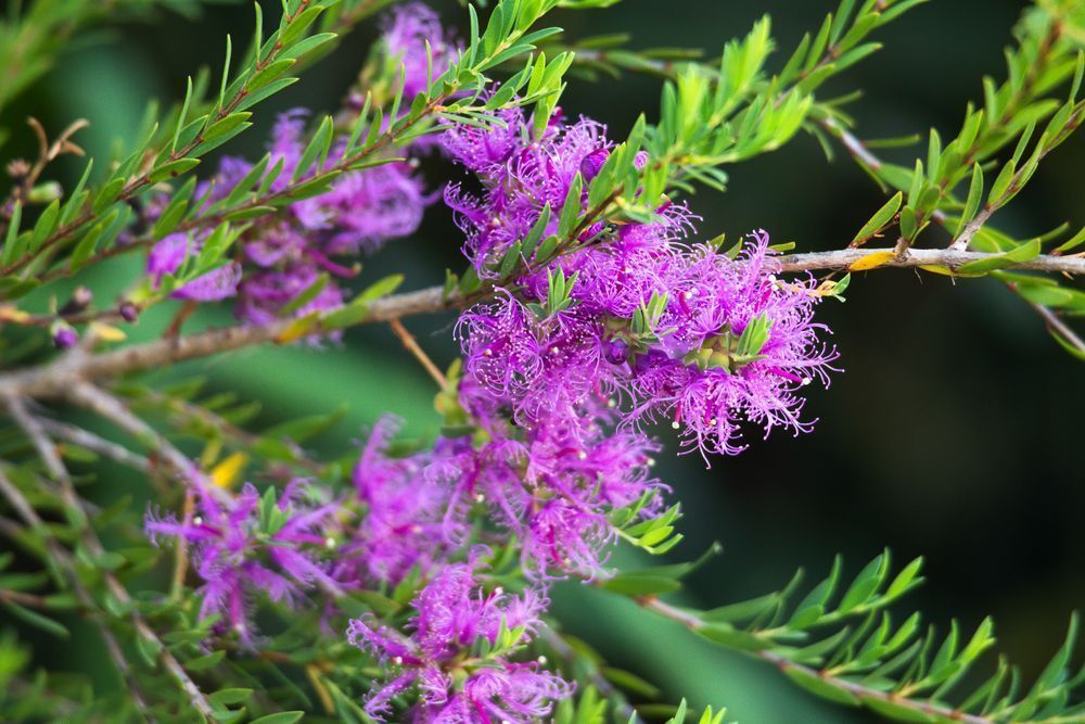"Blossom Whispers" Photography Art | Lisa Jane Nature Photography