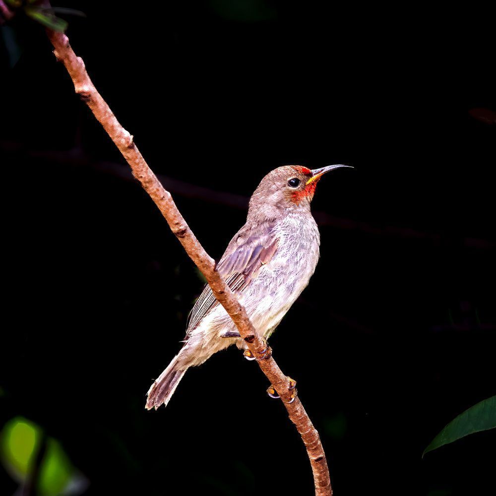 "A Splash Of Red" Photography Art | Lisa Jane Nature Photography
