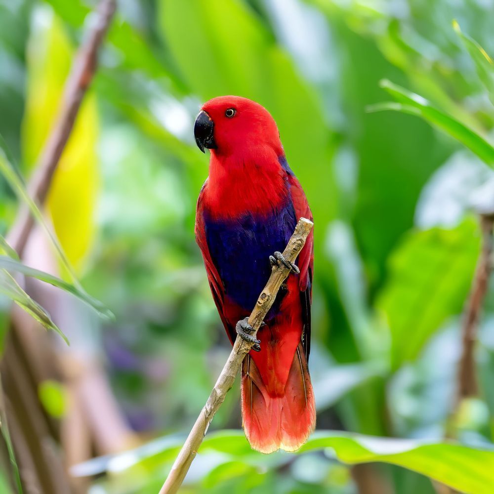 "Royal Radiance" Photography Art | Lisa Jane Nature Photography