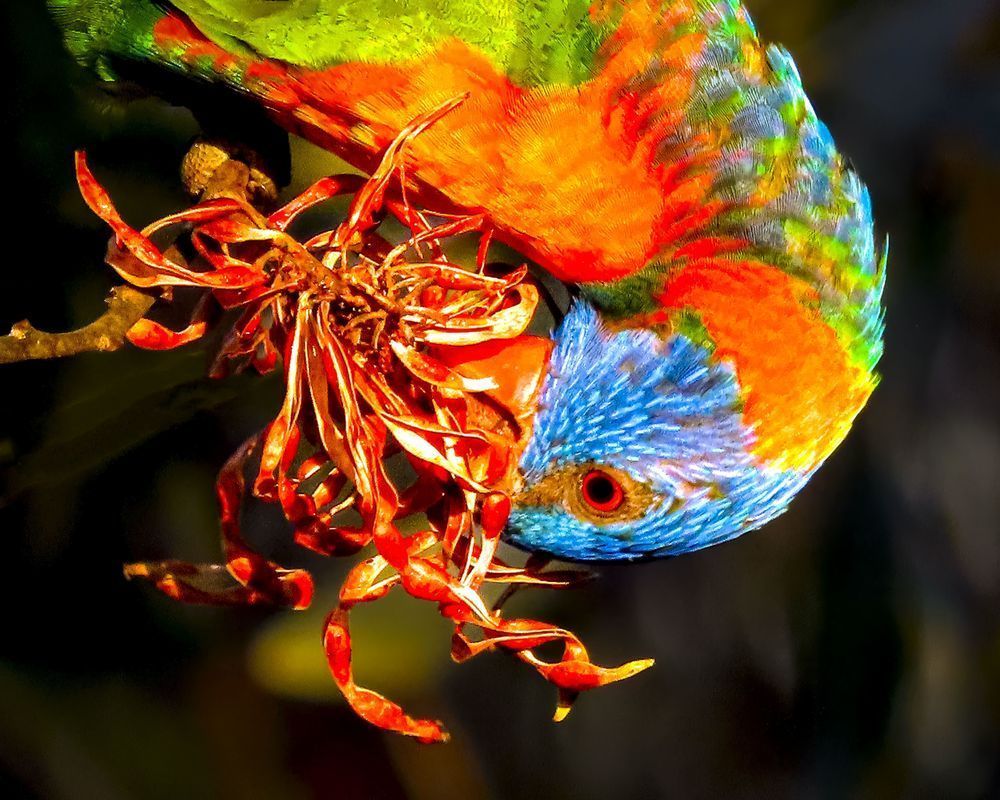 "The Sweet Nectar Thief" Photography Art | Lisa Jane Nature Photography