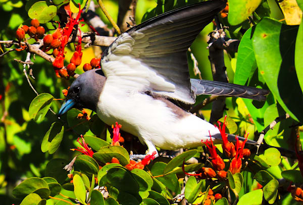 "The Messenger"
