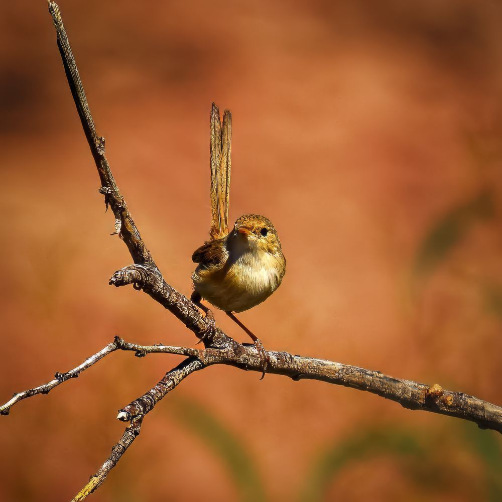 "Amber Tones" Photography Art | Lisa Jane Nature Photography