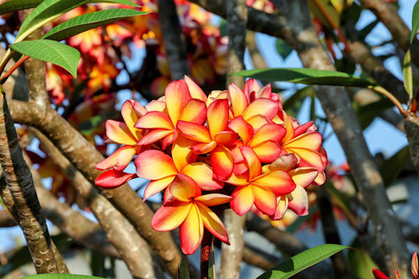 "Tropical Sunset Frangipani"
