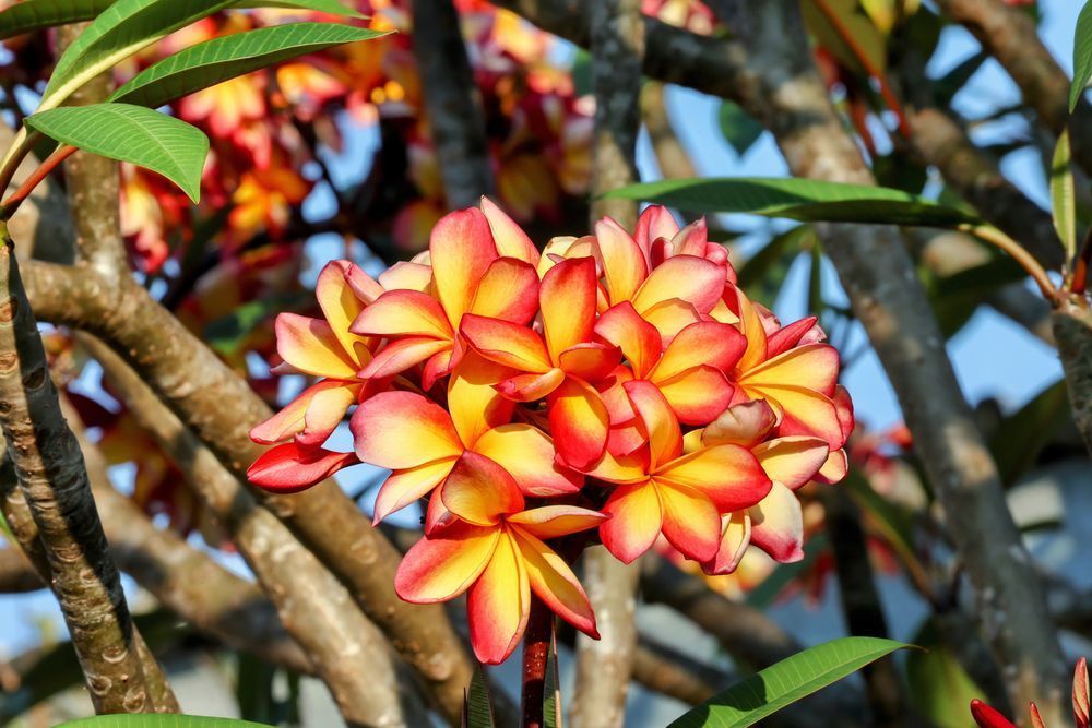 "Tropical Sunset Frangipani" Photography Art | Lisa Jane Nature Photography