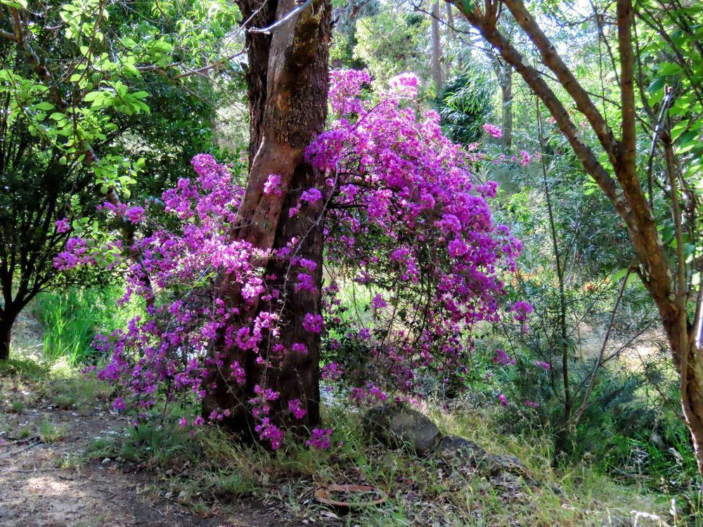 "Woodland Embrace" Photography Art | Lisa Jane Nature Photography