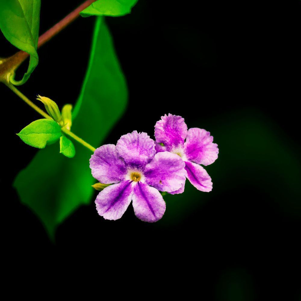 " Velvet Petals" Photography Art | Lisa Jane Nature Photography