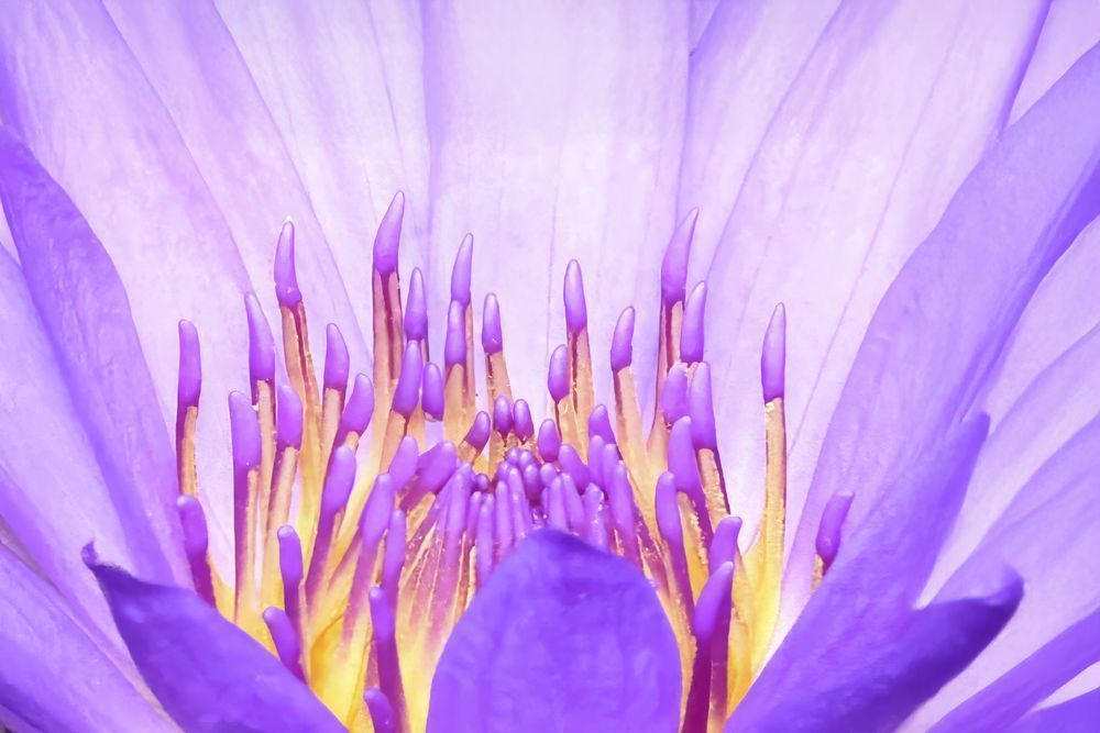 "Soul Blossom" Photography Art | Lisa Jane Nature Photography