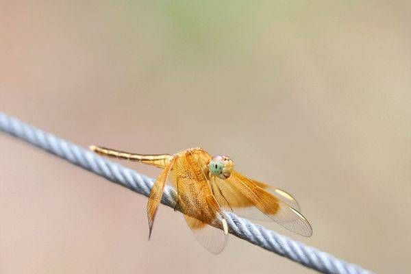 "Dragonfly Gold"