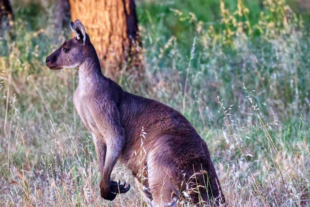 "Kangaroo At Dusk" Photography Art | Lisa Jane Nature Photography