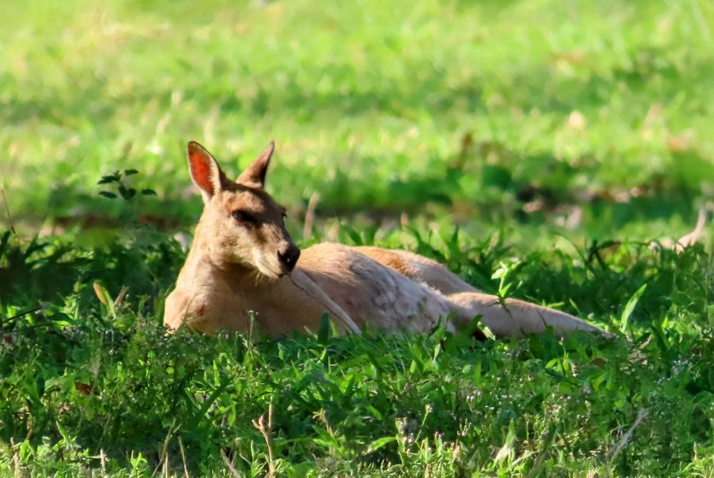 "The Quiet Spirit" Photography Art | Lisa Jane Nature Photography