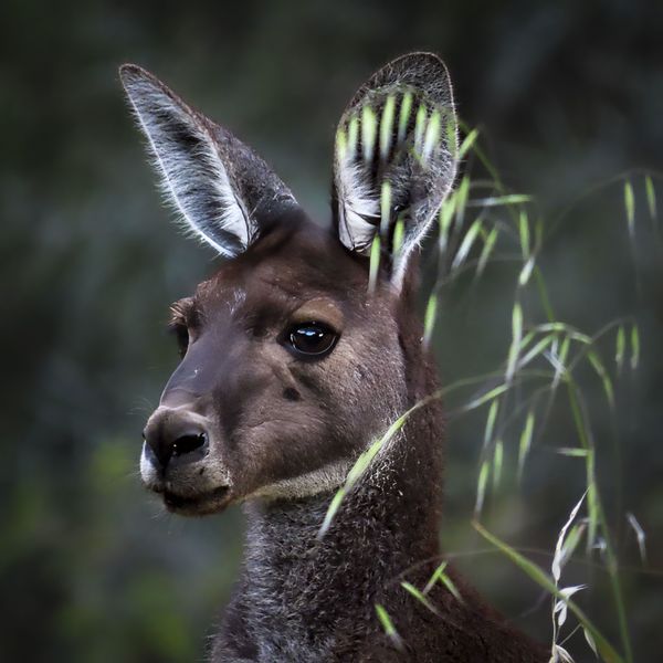 Spirit of the Wild