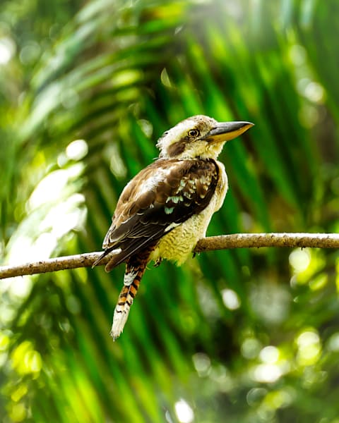 "Kookaburra Magic"