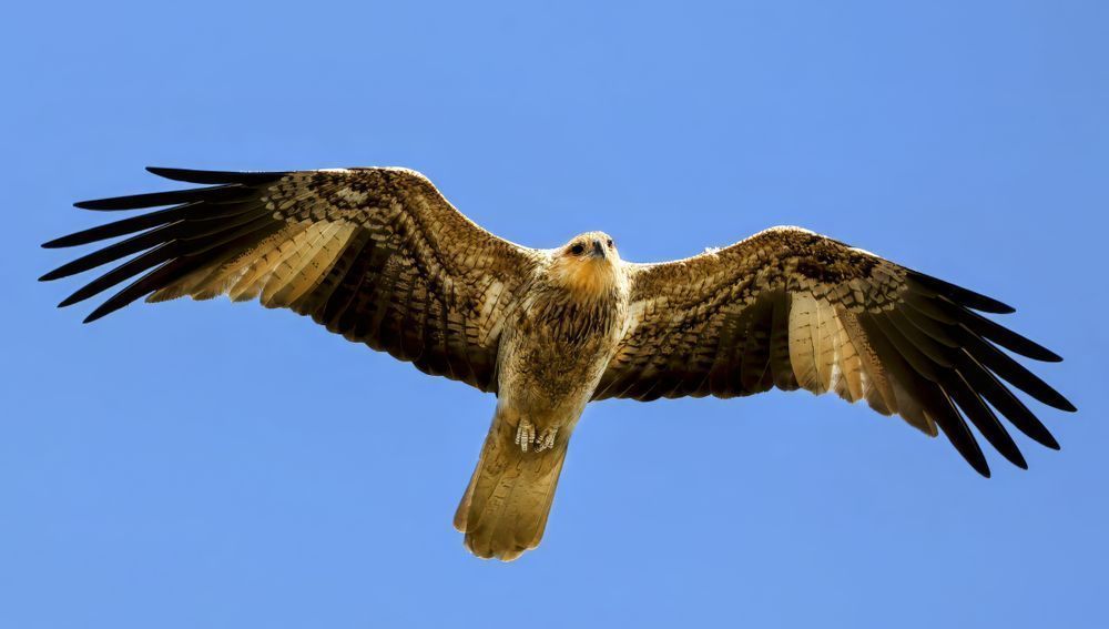 "Sovereign Of The Skies" Photography Art | Lisa Jane Nature Photography